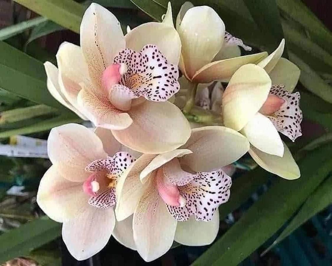 Magic Flower Rooms Cahuita Luaran gambar
