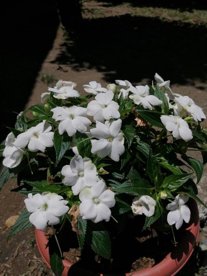 Magic Flower Rooms Cahuita Luaran gambar