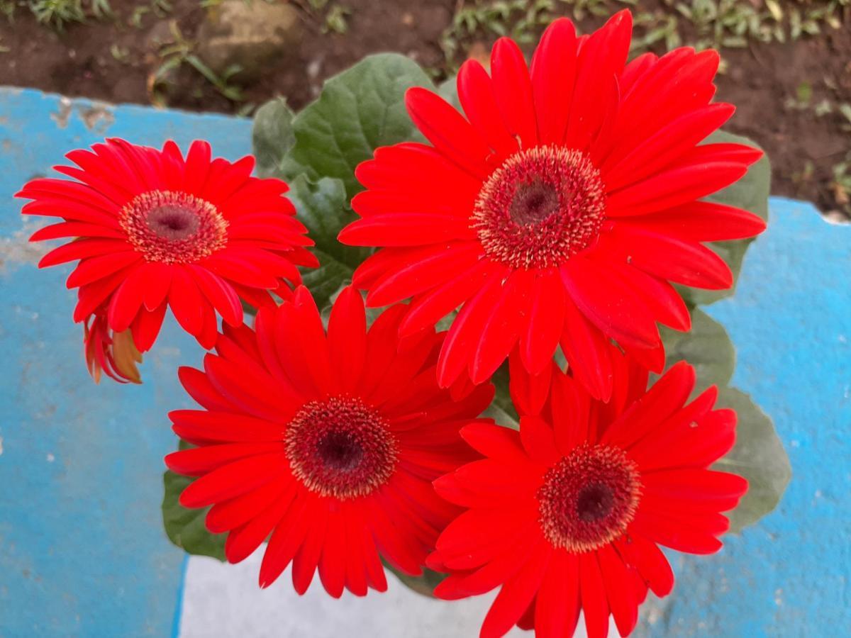 Magic Flower Rooms Cahuita Luaran gambar